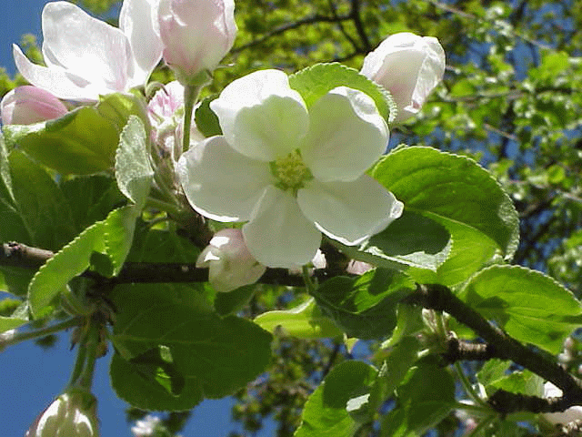 äppelträd i blomst